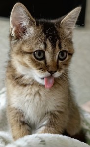 Фото отзыва от покупателя Елена